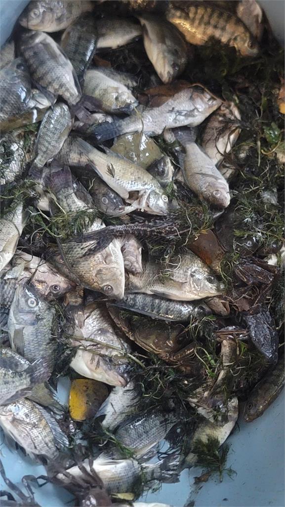 桃竹交界「福興溪」大量魚蟹死亡 環保公司偷排廢水被開罰