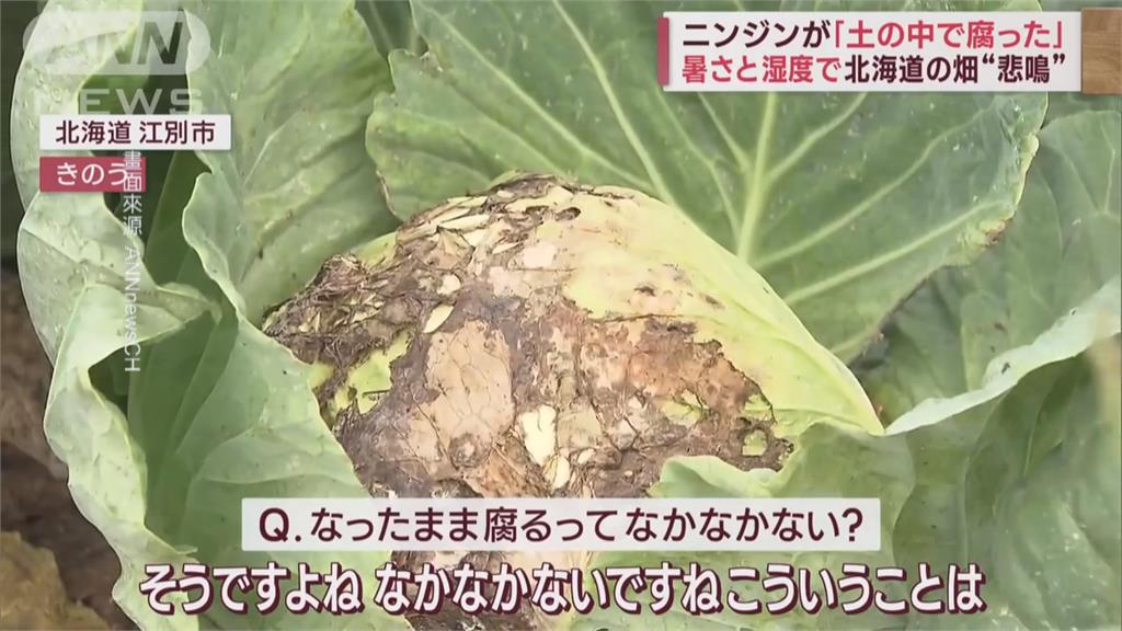 日本高溫!群馬波菜產量銳減 新潟灌溉用水短缺大片稻田枯死
