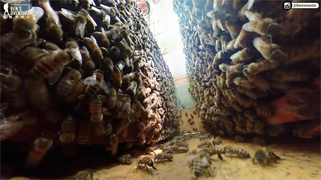 密集恐懼症不要看！近距離直擊蜜蜂築巢　雌雄差異竟影響房間大小