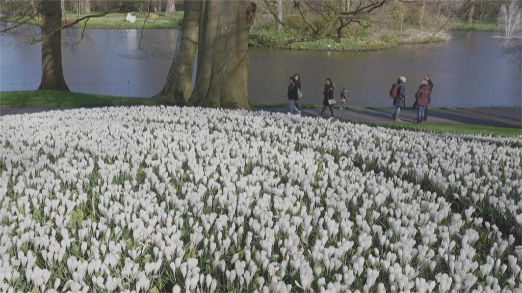 全球最大庫肯霍夫花園　700萬朵盛開超壯觀