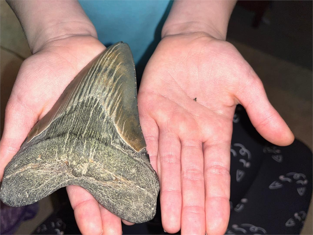 9歲女童海灣挖出「12公分巨牙」　博物館驗真身：是260萬年前滅絕猛獸