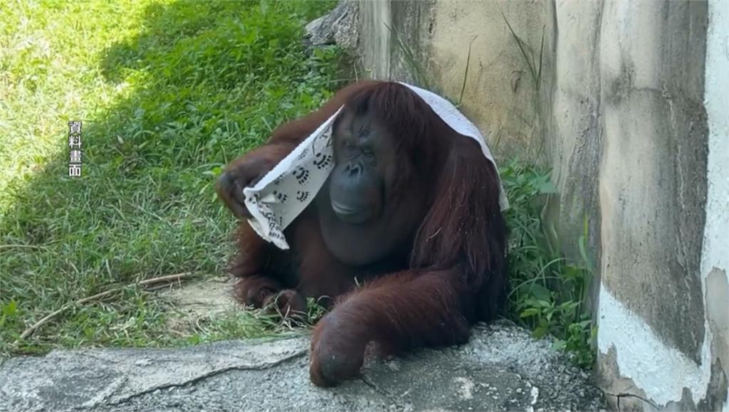 曾圈粉球后戴資穎 壽山動物園紅毛猩猩「咪咪」離世