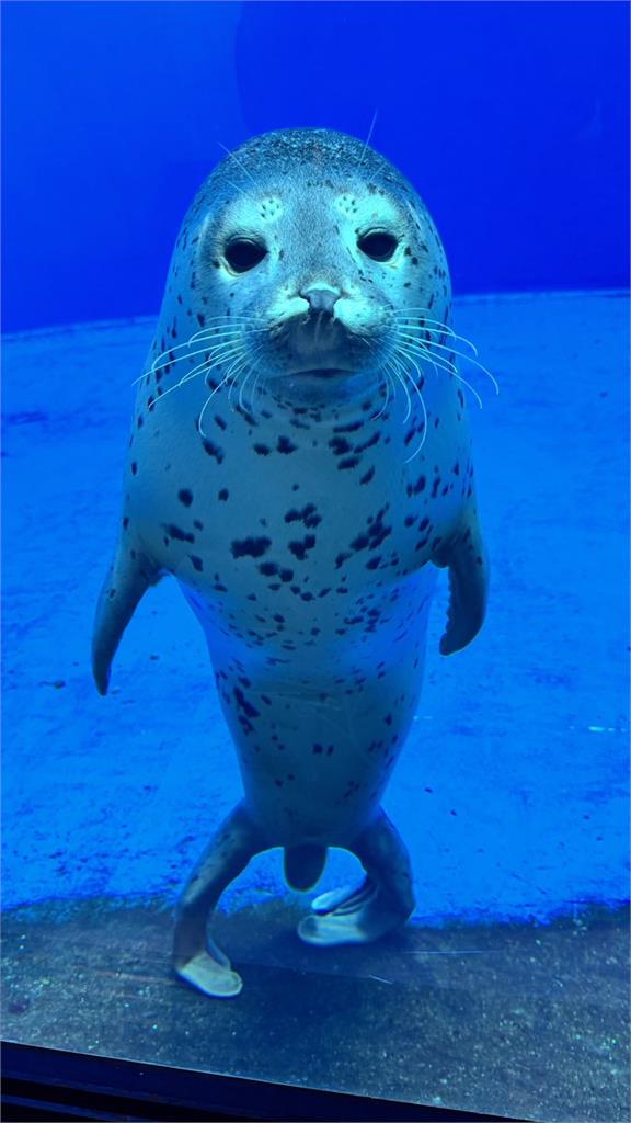 飼育員認錯名字以「土下座」道歉!霸氣海豹舉鰭原諒萌翻3100萬人