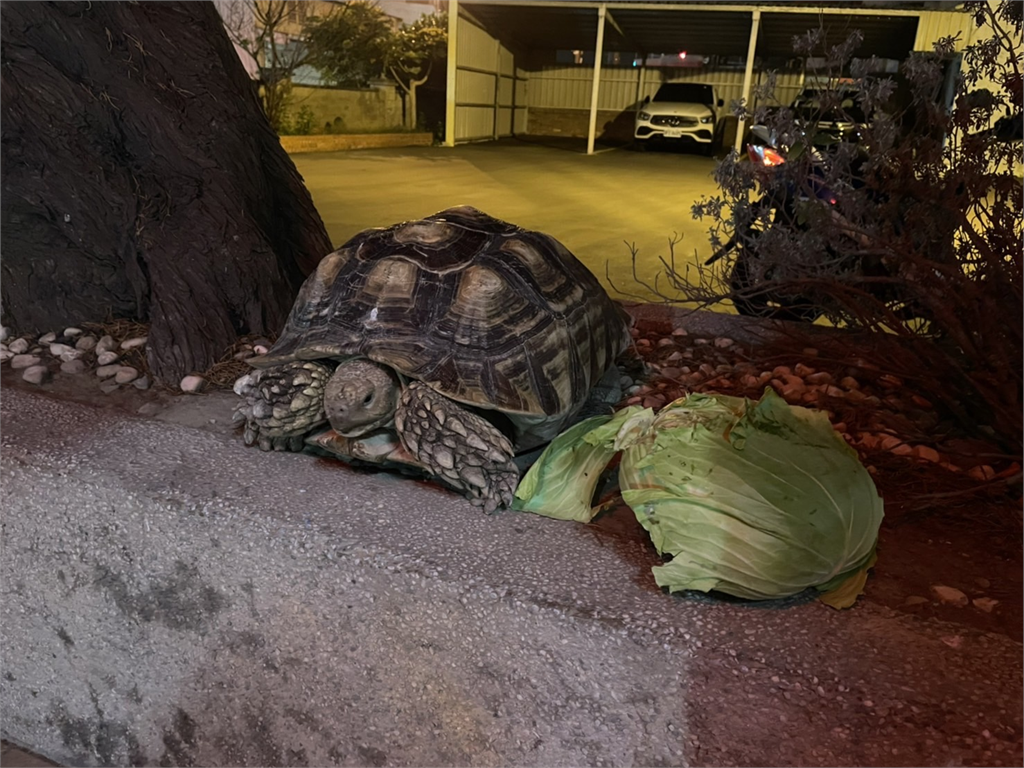 快新聞／蘇卡達象龜逛大街！　竹北警暫當保母