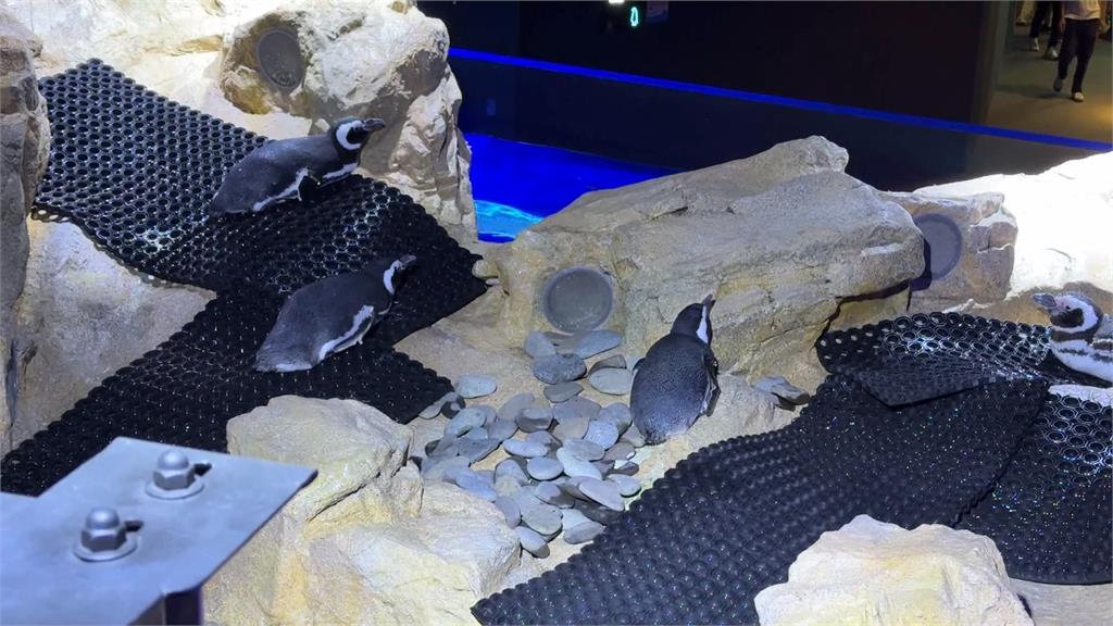 台中海洋館＂企鵝懶洋洋＂ 遊客笑:上班不認真？