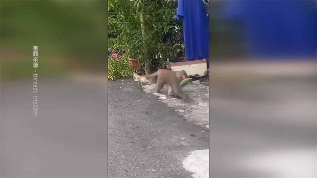 猴群闖入校園小學生超興奮 校方不敢大意宣導防範搶食
