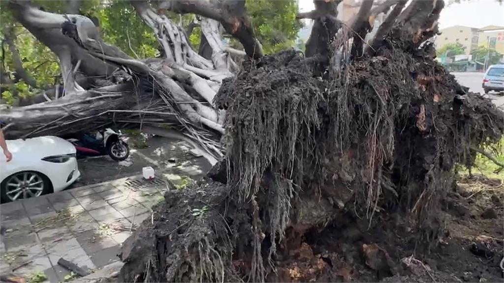 疑颱風連日下雨土石鬆軟　高雄路樹倒塌壓傷2騎士