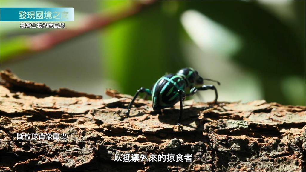 大自然的瑰寶!他探訪蘭嶼研究「球背象鼻蟲」 堅硬外殼堪稱全球第一