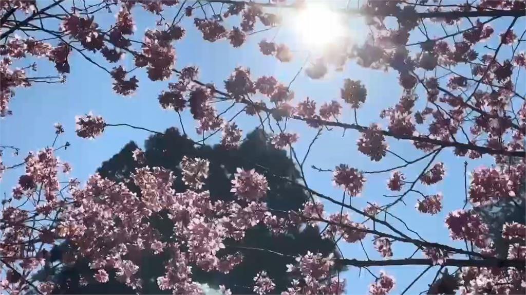 快新聞／出遊快看！南投杉林溪櫻花盛開　「河岸美景」震撼曝光