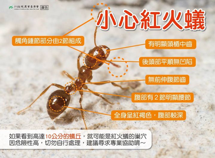 紅火蟻「毒性強」被咬如火灼燒！嚴重恐致休克　專家提醒：看到要遠離