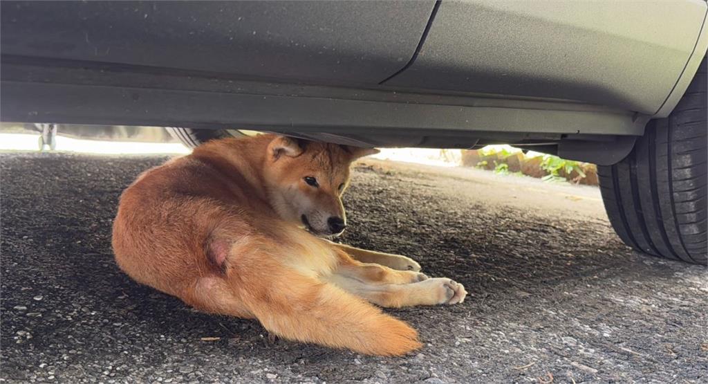 快新聞/調皮跳跳柴!花蓮婦見車內愛犬失蹤報案 監視器一看傻眼了