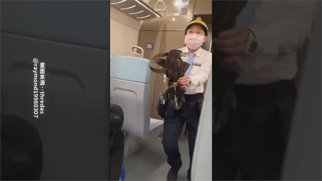 台鐵區間車驚現老鷹搭「霸王車」　女站務人員徒手抓鷹放飛