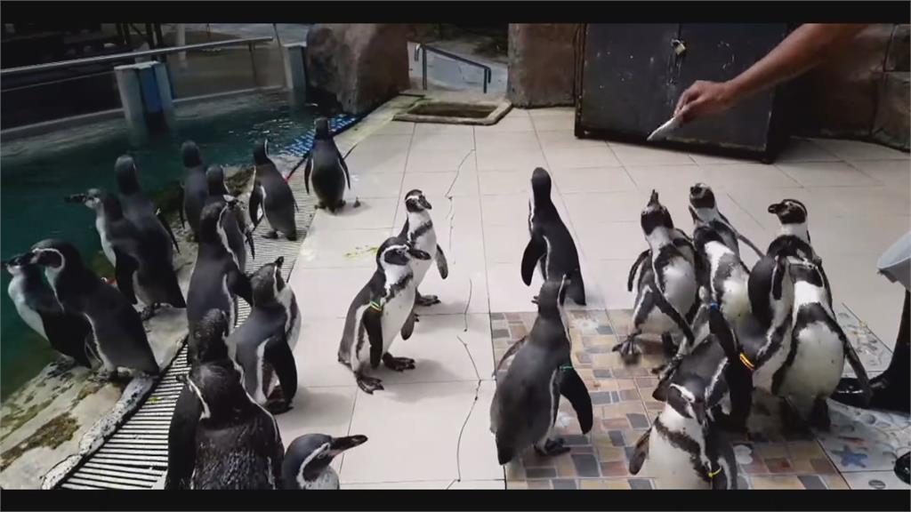 動物園防疫暫時關園...　企鵝們仍需外出運動