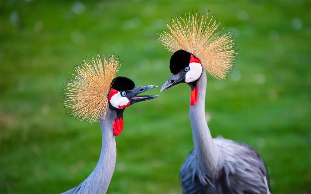 九九峰動物樂園歡慶週年 舉辦珍愛動物的生日派對