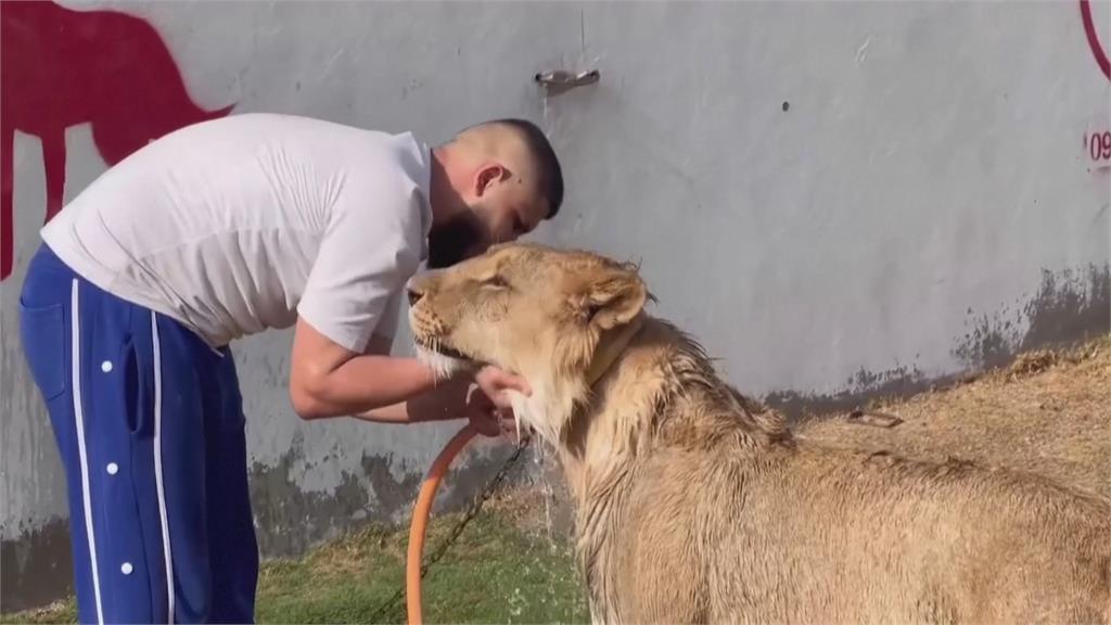 收編萬獸之王！　利比亞男養兇猛獅子當寵物