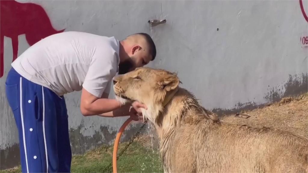 收編萬獸之王! 利比亞男養兇猛獅子當寵物