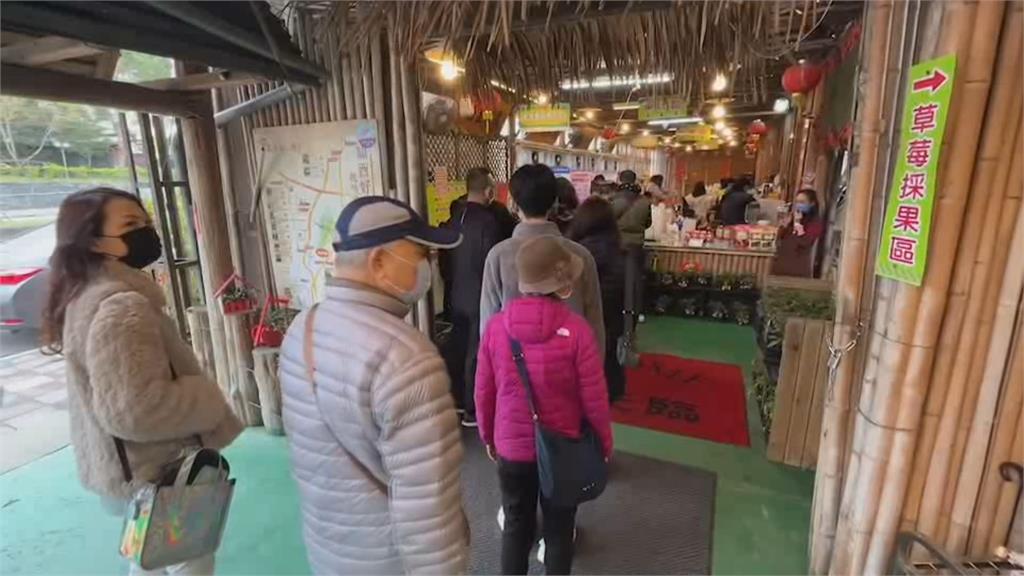 草莓產季到 民眾春節假期赴新竹採草莓