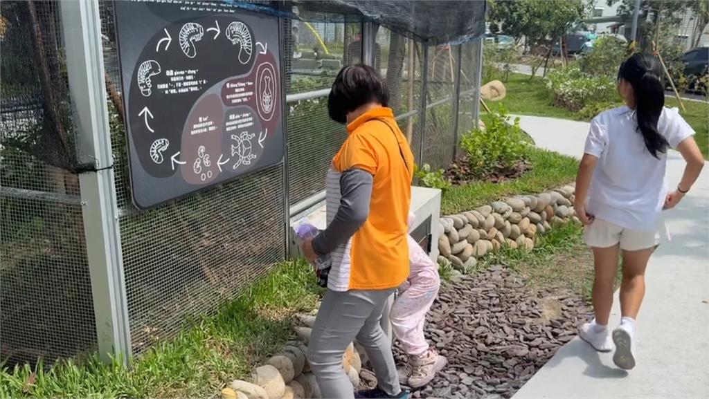 太熱？！　 台中獨角仙公園 剛放養就傳多隻莫名死亡