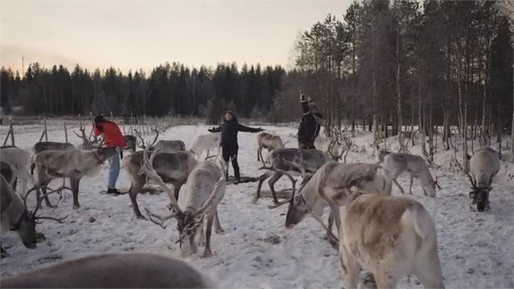俄烏戰爭波及北極圈 俄狼越界吃芬蘭馴鹿
