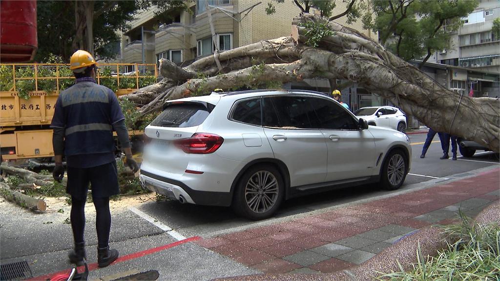 近10公尺高榕樹突倒塌　82歲婦人過馬路被擊中、進口車車頂變形
