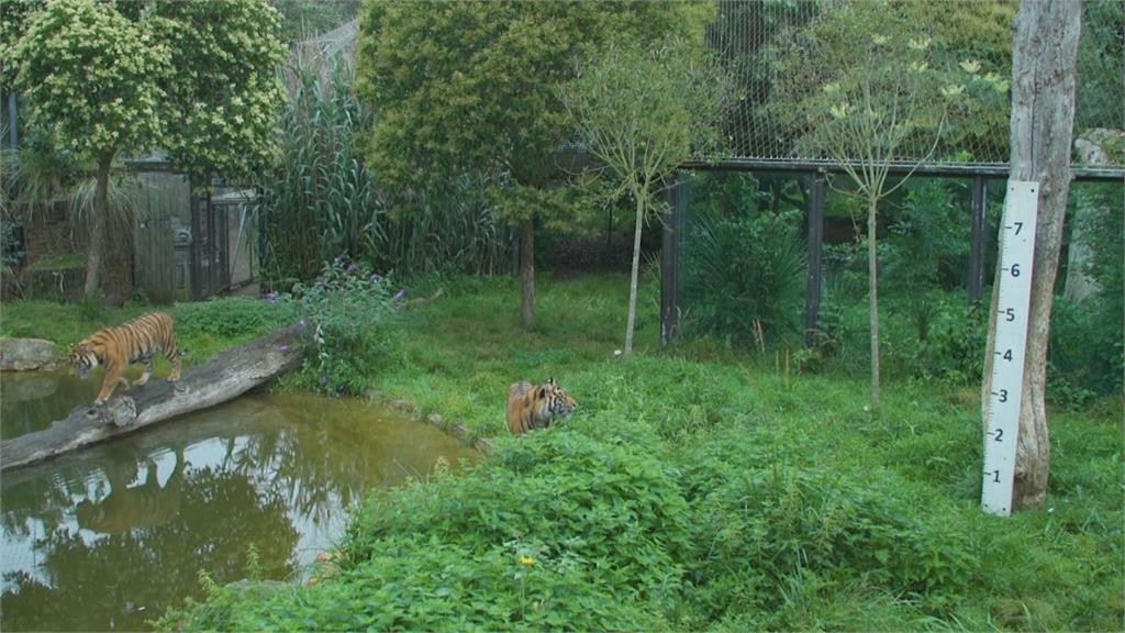 倫敦動物園大健檢　企鵝輪流跳磅秤