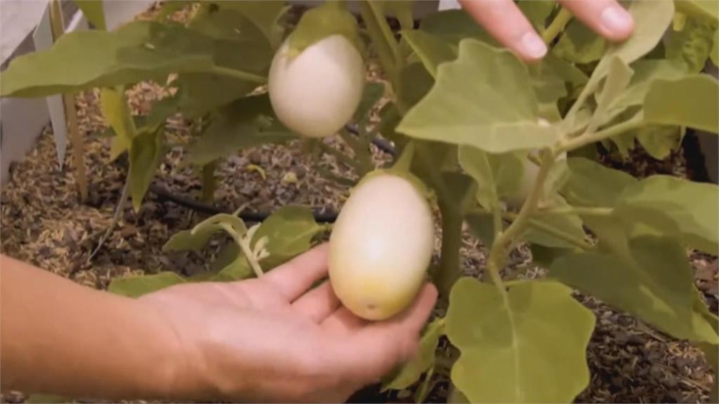 異言堂/茄子英文叫eggplant 到底是哪裡看起來像蛋