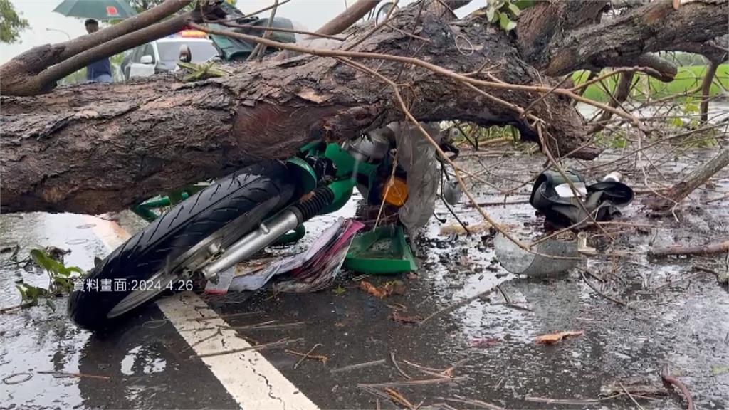 彰投台14丁線黃金大道　將移除93棵老舊風鈴木