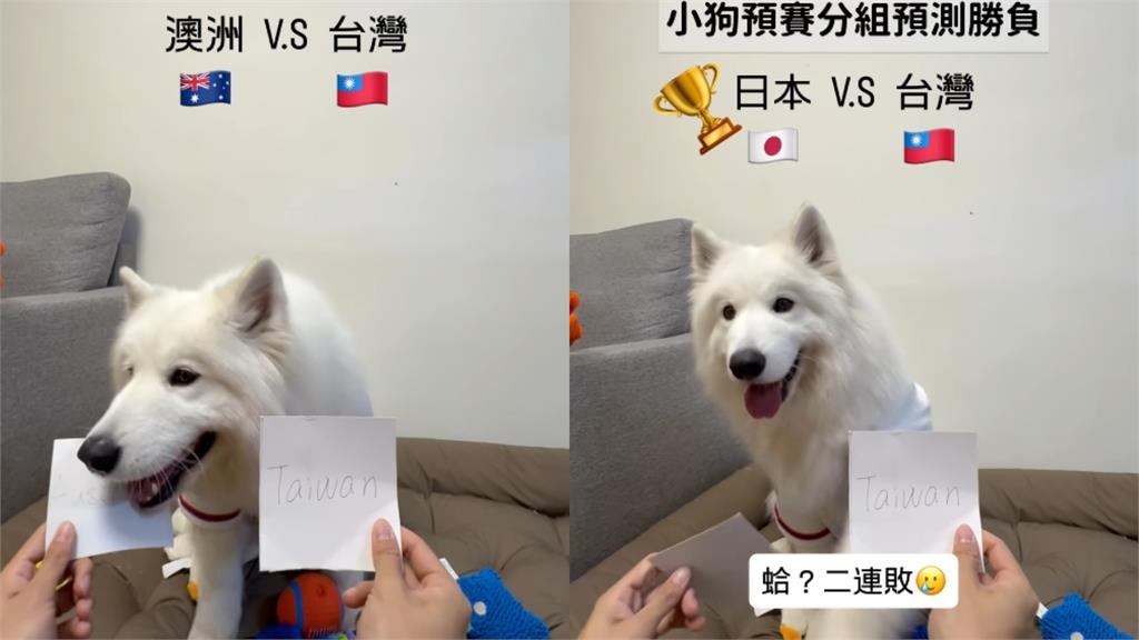 經典賽／台灣隊2勝2敗「4局預測全命中」！網紅薩摩耶吸百萬人朝聖：台灣神犬