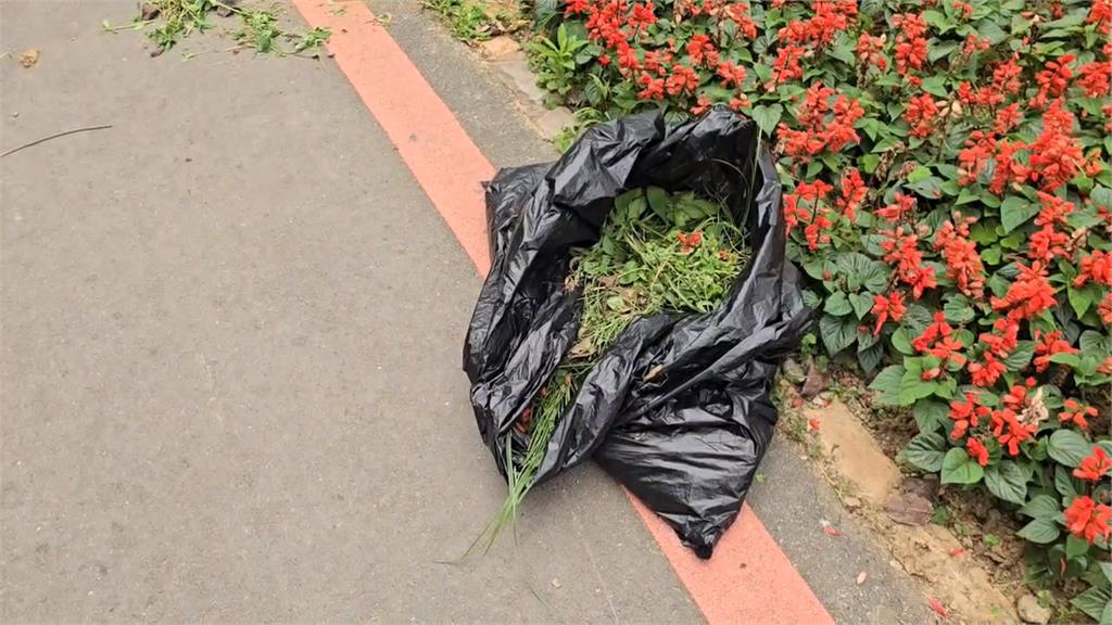 新竹18尖山賞枯花？整片花叢爛光　市府：強降雨所致