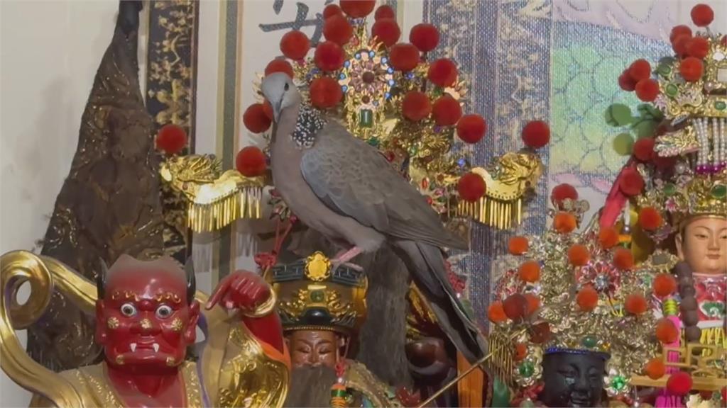 祝壽?斑鳩飛神壇「停留土地公頭頂」 信眾:幸運的徵兆