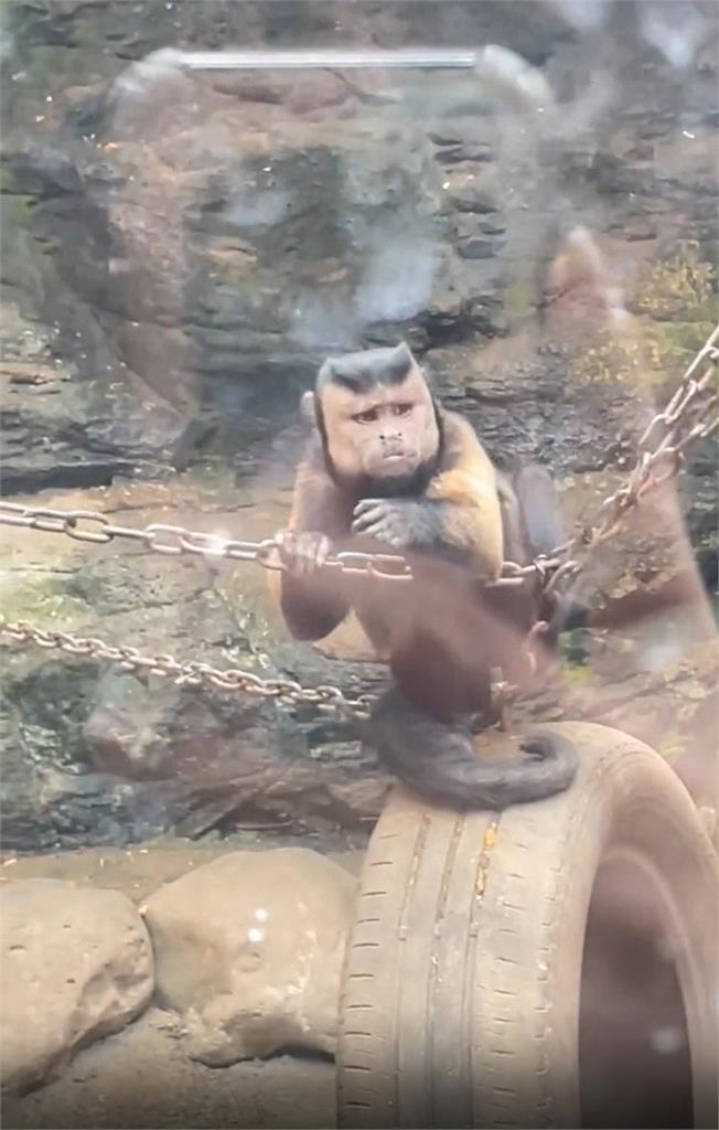 長相超奇葩！動物園驚見憂鬱「國字臉」猴子　網笑：怎麼那麼像我老公