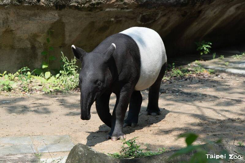 北市動物園馬來貘"莉姆路"長大了! 從小西瓜變180公斤