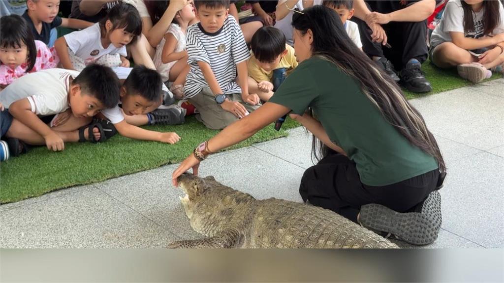 鱷魚系YouTuber沙西米出沒花蓮！　親子近距離觀察鱷魚