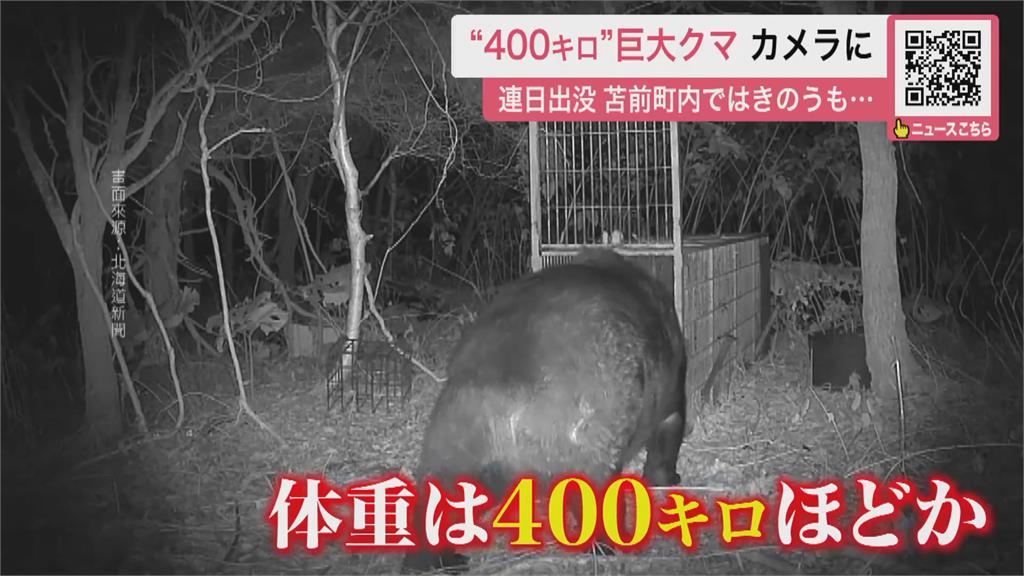 日本熊害已12死創新高！　政府研擬「讓警配步槍」支援獵熊