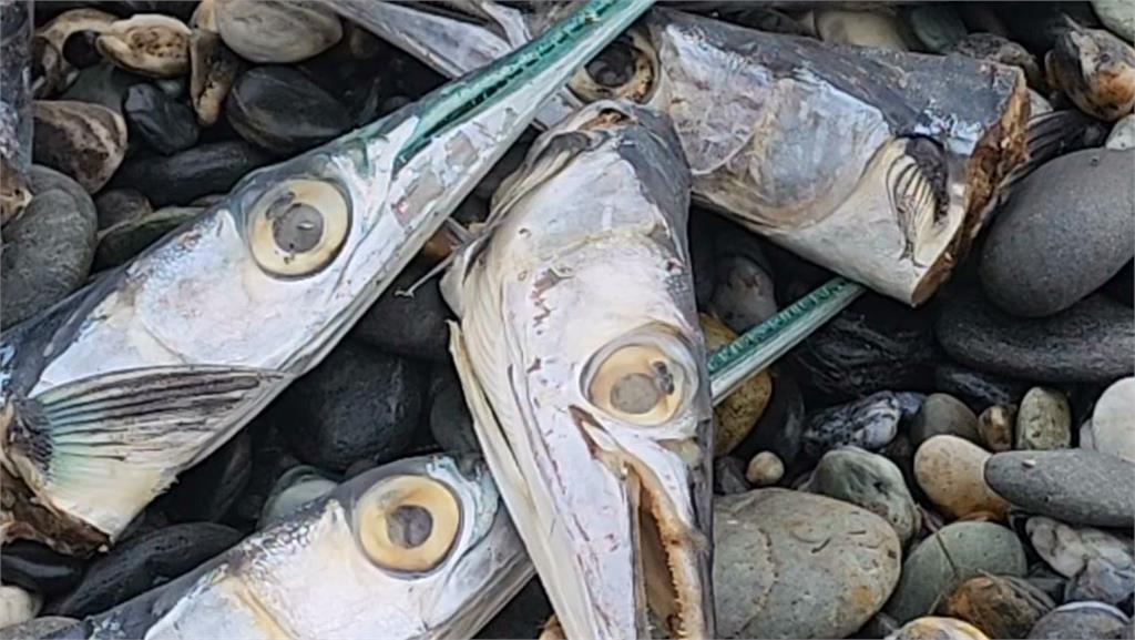水針魚「魚頭」遍布七星潭海灘　不是花蓮地震影響！竟是「這原因」