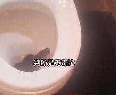 驚悚片瘋傳！26樓租客驚見「馬桶冒出1.5公尺巨蛇」還四目相對…結局超反轉
