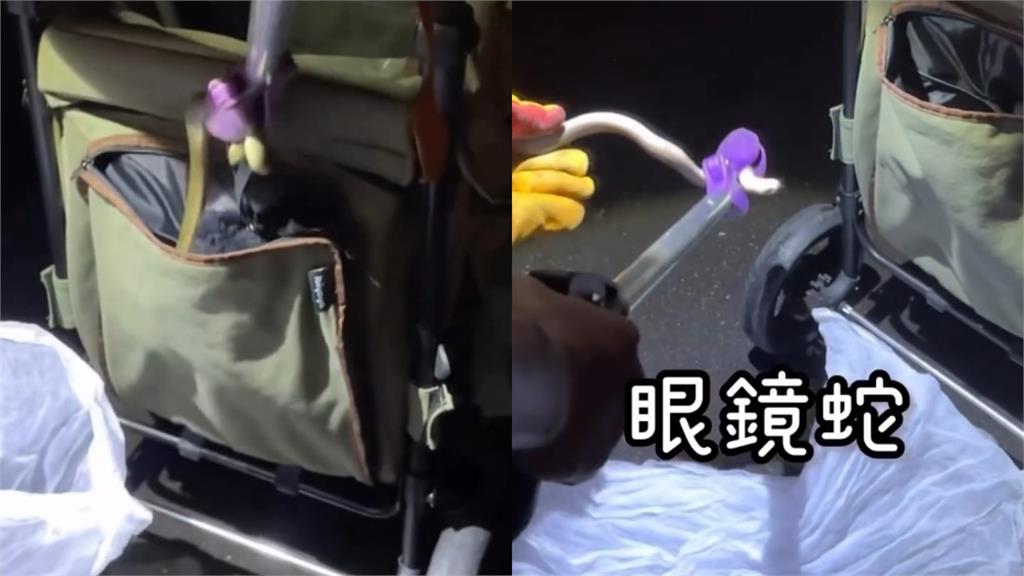 接機有蛇