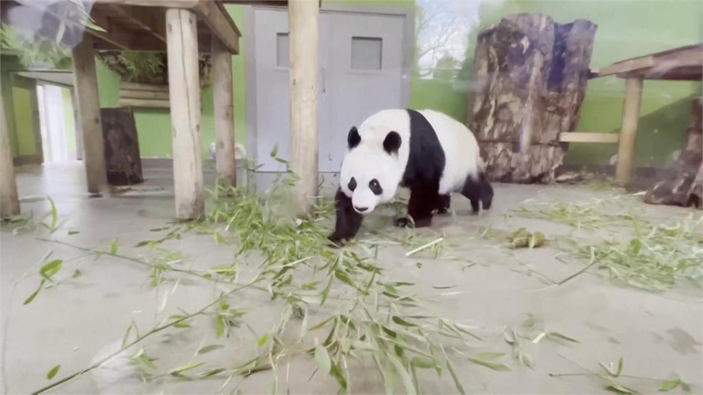 英國愛丁堡動物園「陽光」及「甜甜」　12月初送回中國！大小朋友搶見面