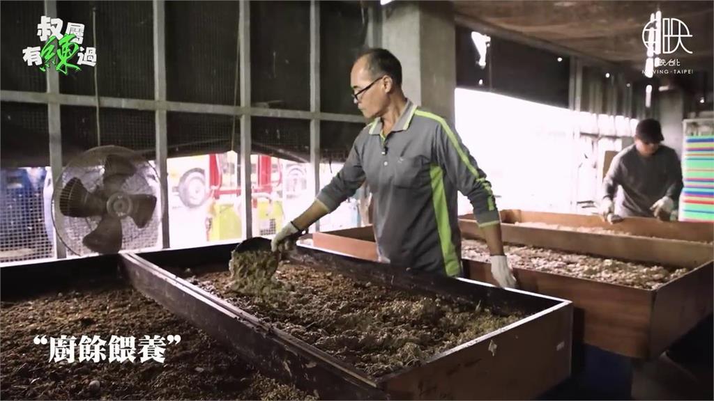 農牧廢棄物最強清道夫!黑水虻吃廚餘變肥料 「化廢為寶」助永續發展